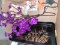 BL-Black Lacquer Serving Tray, Faux Flowers, Frame