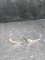 Pair Western Cowboy Boot Toe Tips