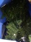 BL-Christmas Tree with Tote