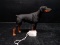 Resin Doberman Pinscher Figure-Standing by Dogs & Pups Galore