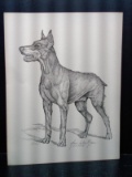 Unframed Pencil Drawing-Doberman 1/1000 by Rosario S Morgano