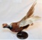 TAXIDERMY - PHEASANT - FLYING POSITION