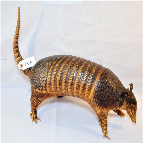 TAXIDERMY - ARMADILLO