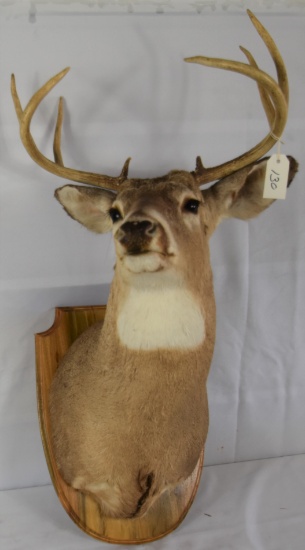 WHITETAIL DEER HEAD TAXIDERY WALL MOUNT