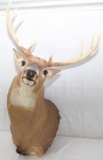 LARGE WHITETAIL STAG HEAD - WALL MOUNT