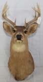WHITETAIL DEER HEAD TAXIDERMY WALL MOUNT