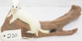 LITTLE WHITE WEASEL PERCHED ON DRIFTWOOD