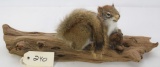 EXCELLENT RED SQUIRREL ON DRIFTWOOD