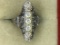 .925 sterling silver 1 carat ladies vintage filigree ring