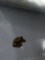 7 Gold Nugget Alaskan 22kt Chunky .129 Grams Top End A A A Yellow