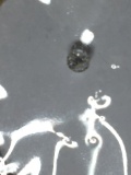 Diamond Natural Round .03ct V V S Top End Sprakly White Untreated