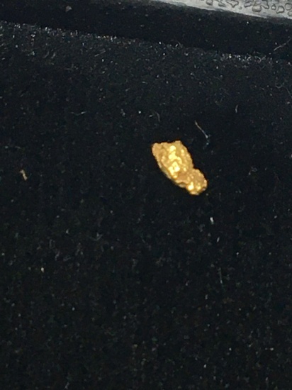 Gold Nugget Alaskan