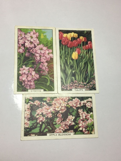 1930 Gallaher Cigarette Cards Garden Flowers