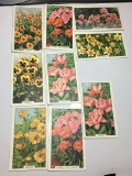 1930 Gallaher Cigarette Cards Garden Flowers