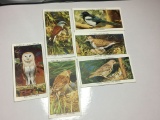 1930 Players Cigarette Cards Wild Birds