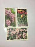 1930 Gallaher Cigarette Cards Garden Flowers