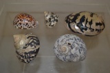 5 Sea Shells