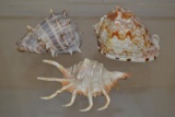 3 Sea Shells