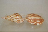 2 Sea Shells
