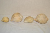 4 Malea Ringens (Grinnning Tun Shells) Sea Shells