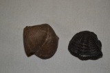 Folded Silica Trilobite & Shell Fossils
