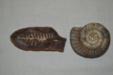 2 Fossils, Ammonite & Fern