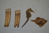Sea Horse, Trigger Fish , Petrified Teeth
