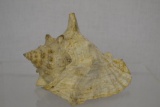 Seashell. Conch Shell?