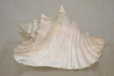 Large Coch Seashell