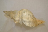 Large seashell, 14