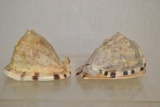 2 Helmet Sea Shells