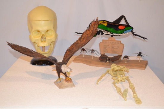 Science Toys & Bald Eagle