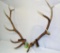 Elk Antler Rack Mount 6 x 6