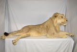 Young Male Lion Taxidermy Mount