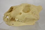 Lion Head Skull