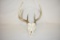 Deer Skull & Antlers.