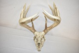 Deer Skull and Antlers