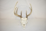 Deer Skull & Antlers.