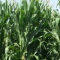 150+/- ACRES * FLOYD COUNTY, IA OFFERED AS 1 TRACT