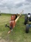 Westfield Grain Auger