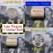 ***Auction Highlight*** Old Casino 50c Roll $10 Halves Las Vegas Casino Aladdin 1945 Walker & P fran