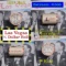 ***Auction Highlight*** Old Casino 50c Roll $10 Halves Las Vegas Casino Sahara 1937 Walker & P Frank