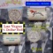 ***Auction Highlight*** Old Casino 50c Roll $10 Halves Las Vegas Casino Flamingo 1945 walker & P fra