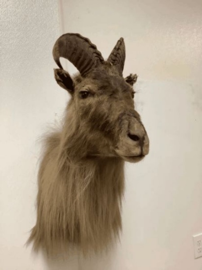 Feral Goat