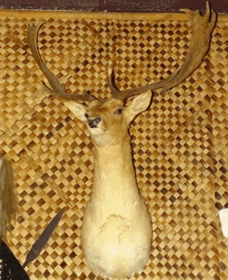 Fallow Deer