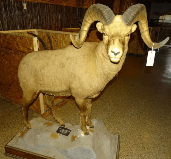 Full Mount Ram