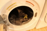 Samsung Dryer