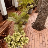 Plants