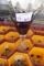 Rose Glasses