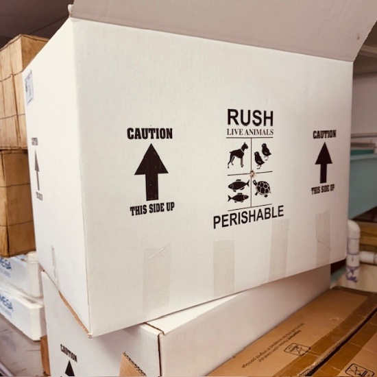 Styrofoam Insulated Boxes